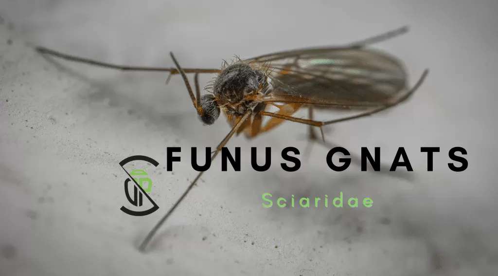 Fungus Gnats 1 Fungus Gnats Library