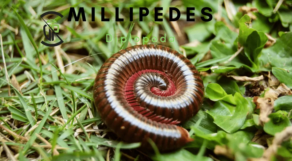 Millipedes 1 Millipedes Library