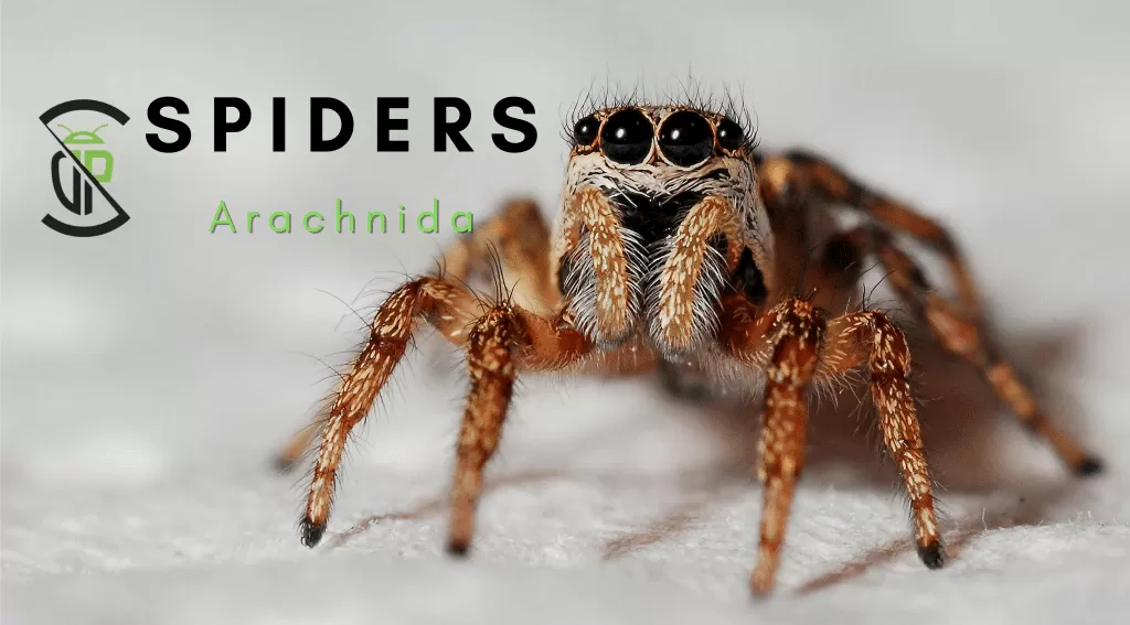 Spider 1 Spider Library