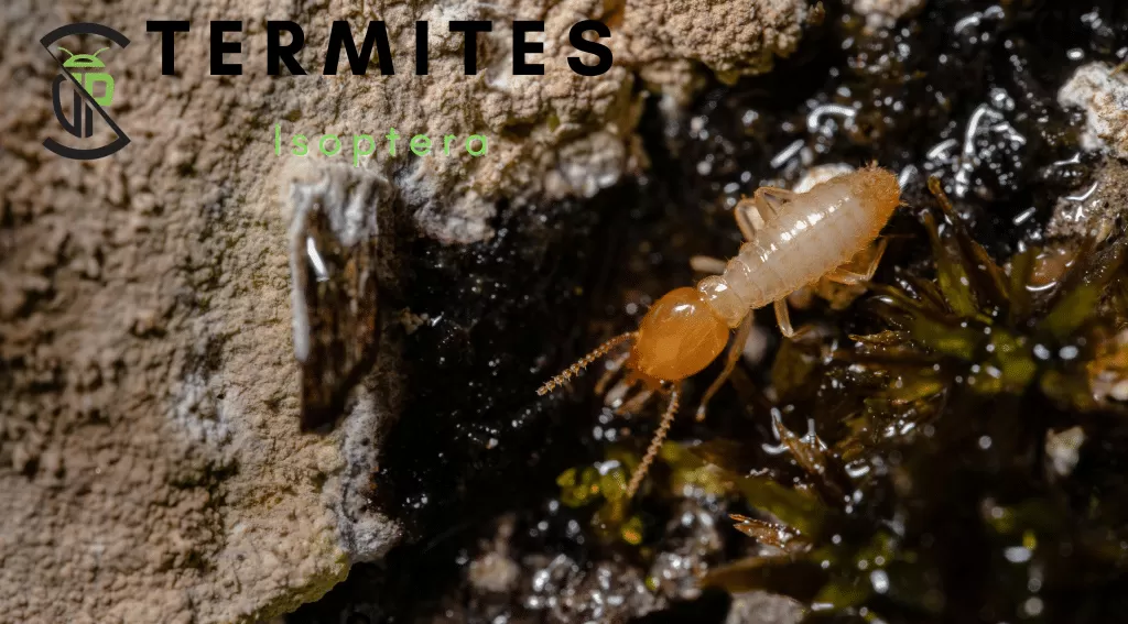 Termites 1 Termite Library