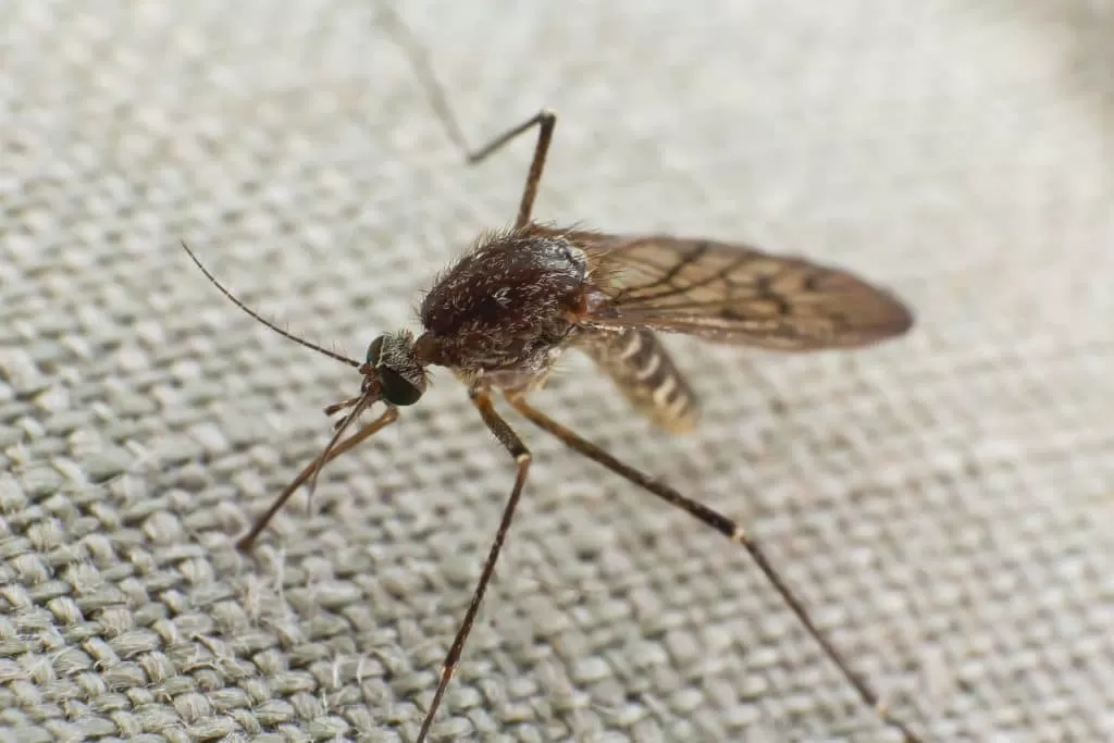 Are Mosquitoes Attracted to Light? 1 mosquito on furniture