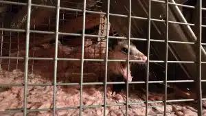 opossum in attic Homestead,fl.