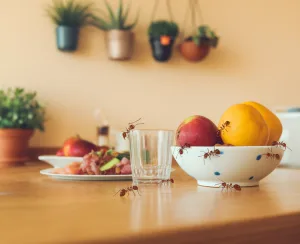 ants in the kitchen – pest control in