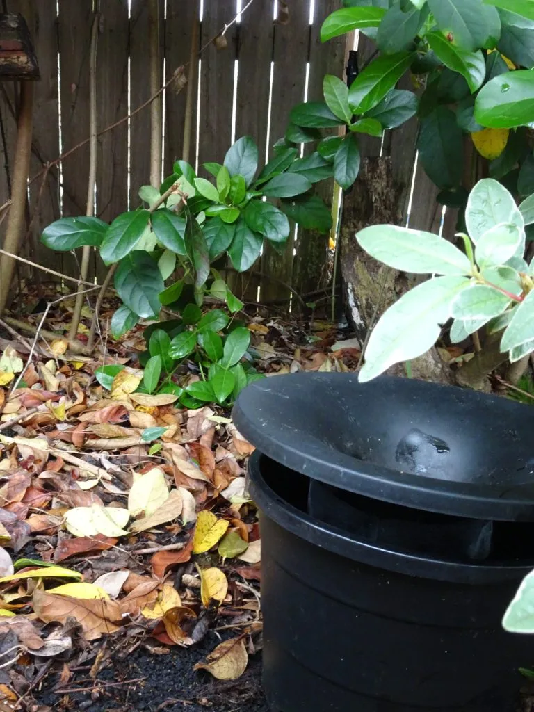 Insights Into Dade Pest Solutions’ Mosquito Fighting Strategies 2 In2Care among fallen leaves and plants